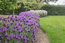 Lavandula Fairy Wings Spellbound